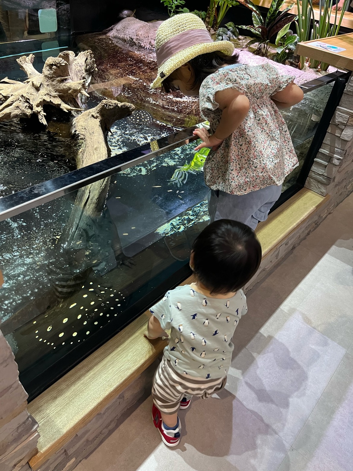 水槽の中のワニを見る子どもたち