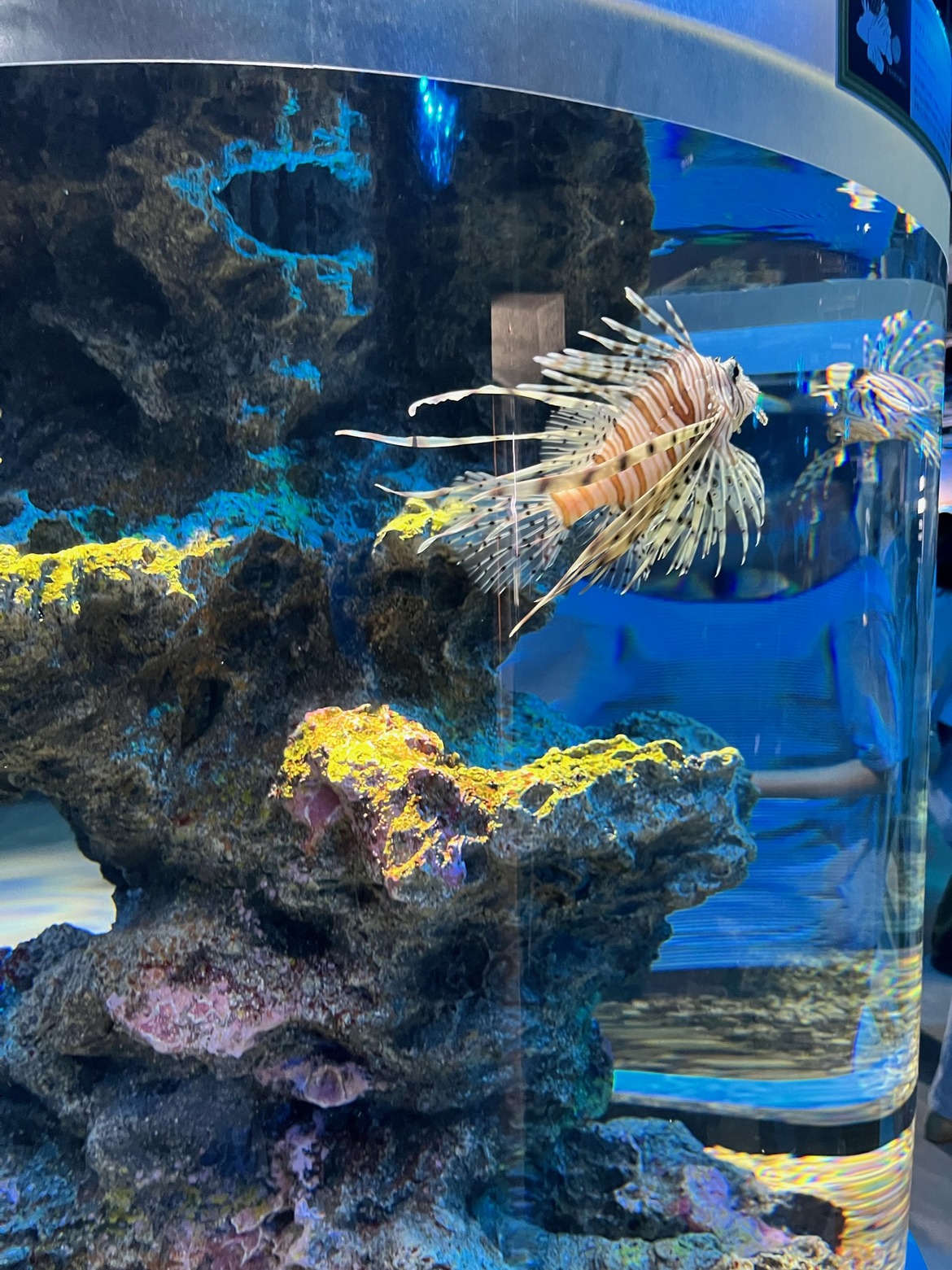 ミノカサゴが泳ぐ水槽