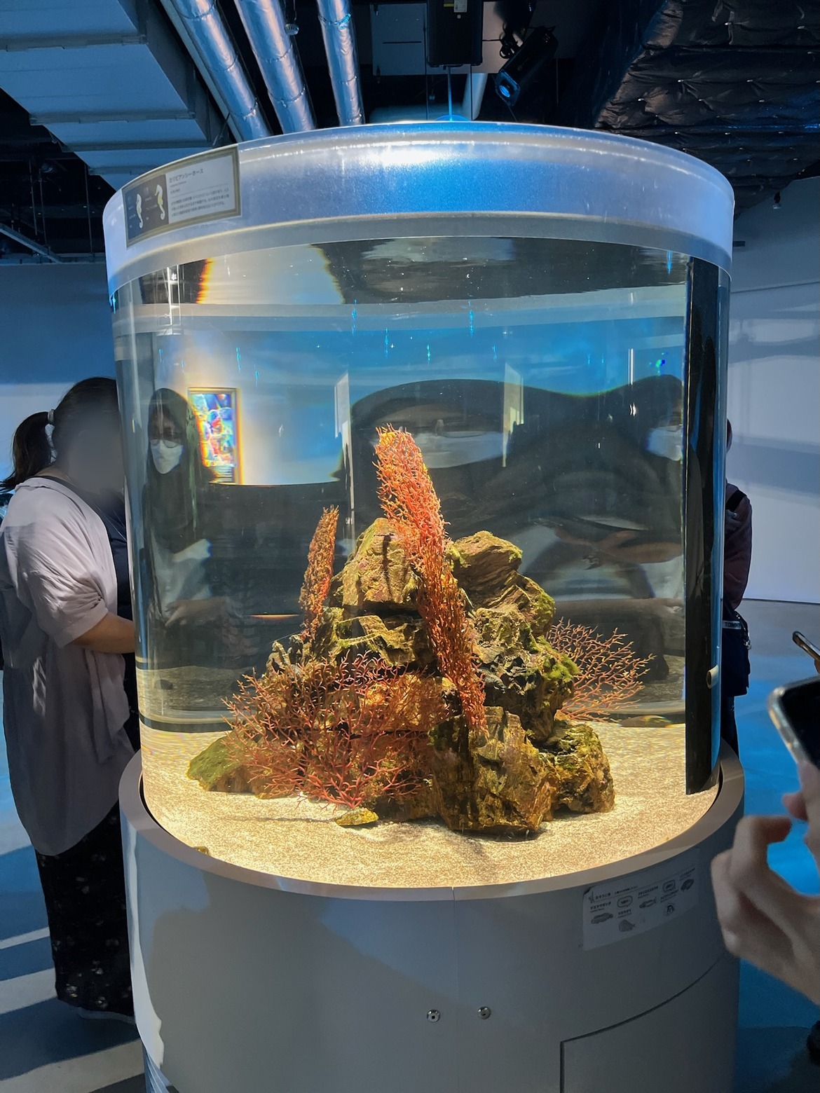 サンゴの岩組みが入った円柱の水槽