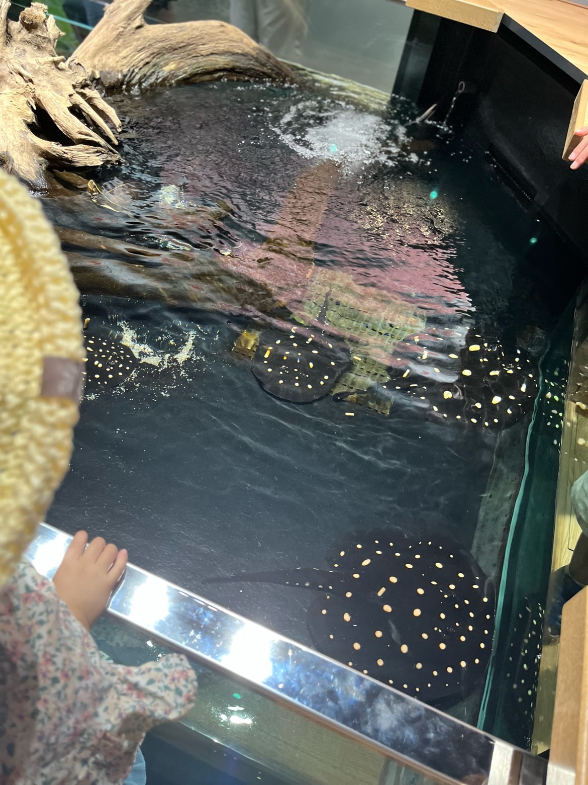 エイが泳ぐ水槽に手をのせる子ども