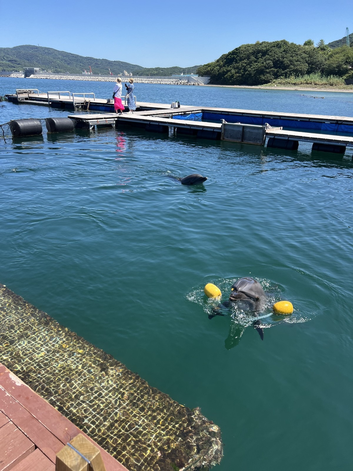 いけすで泳ぐイルカ