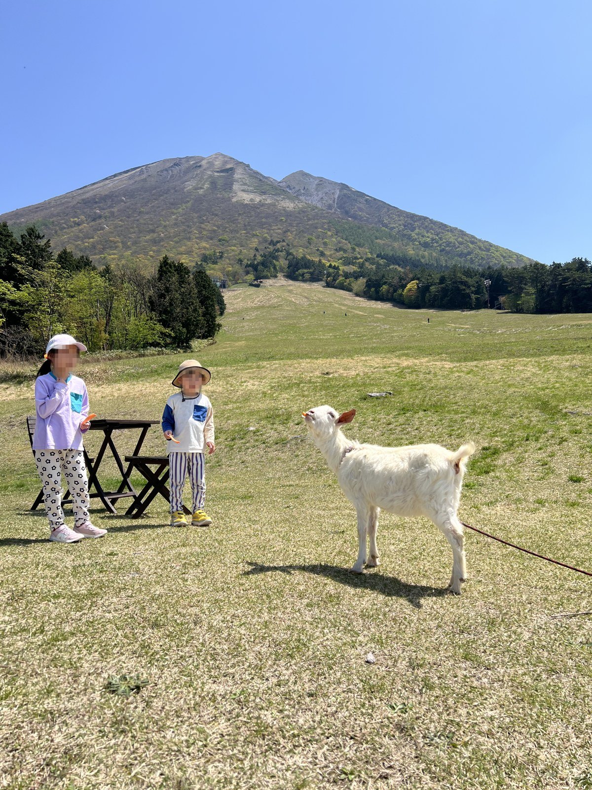 草地にいるヤギに近づく子どもたち