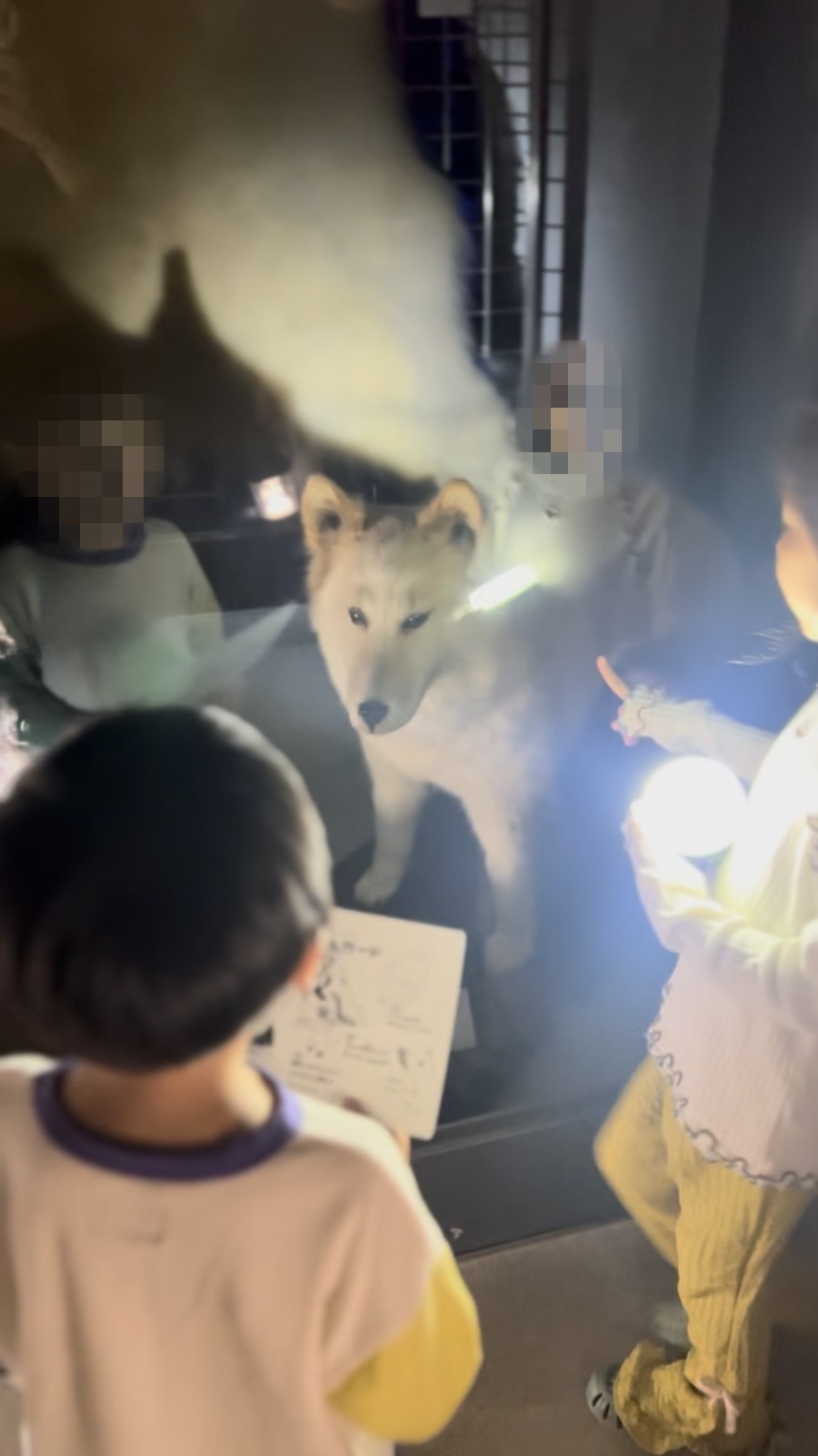 ライトで照らされた犬の剥製の展示