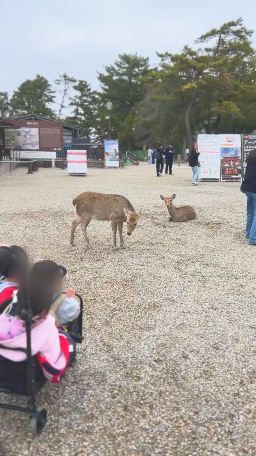 奈良公園の鹿