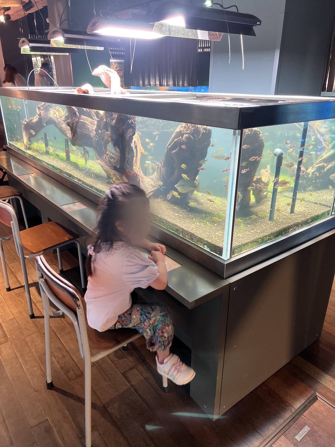 椅子に座って水槽をのぞきこむ子ども
