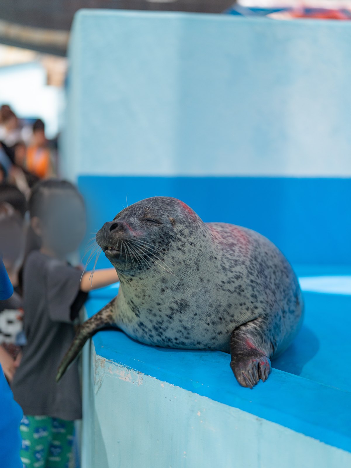 伊勢シーパラダイスは子連れでどう？ゴマちゃんタッチで3人ともアザラシに触れた(シルバーウィークでも朝は空いていました)