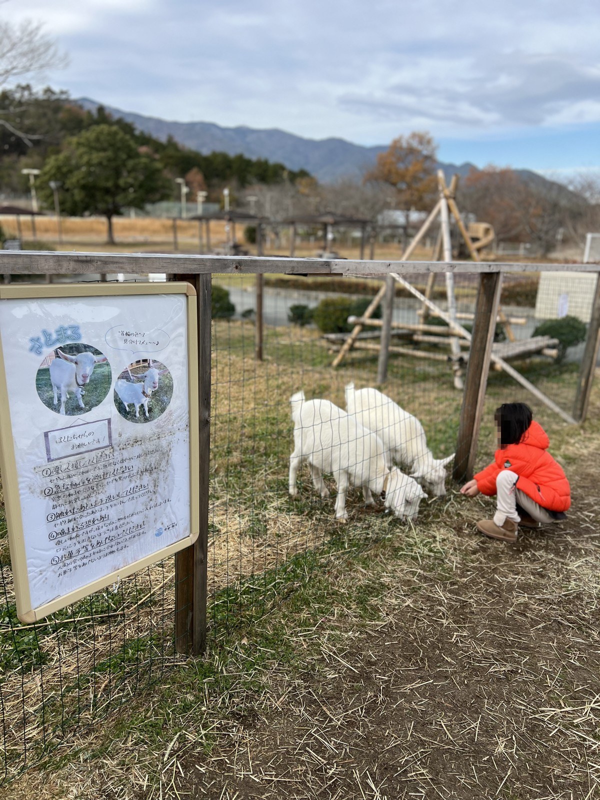 ヤギと、しゃがんで見ている子ども