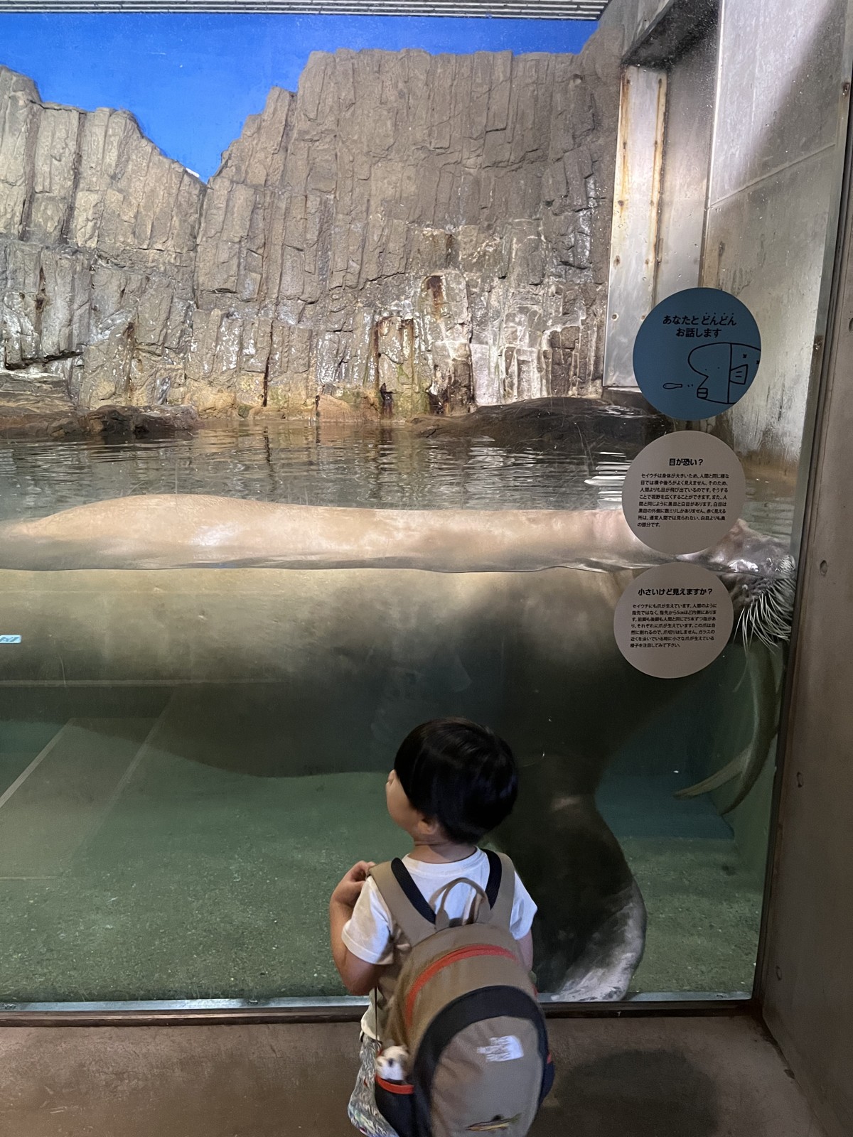 アザラシの水槽をのぞきこむ子ども