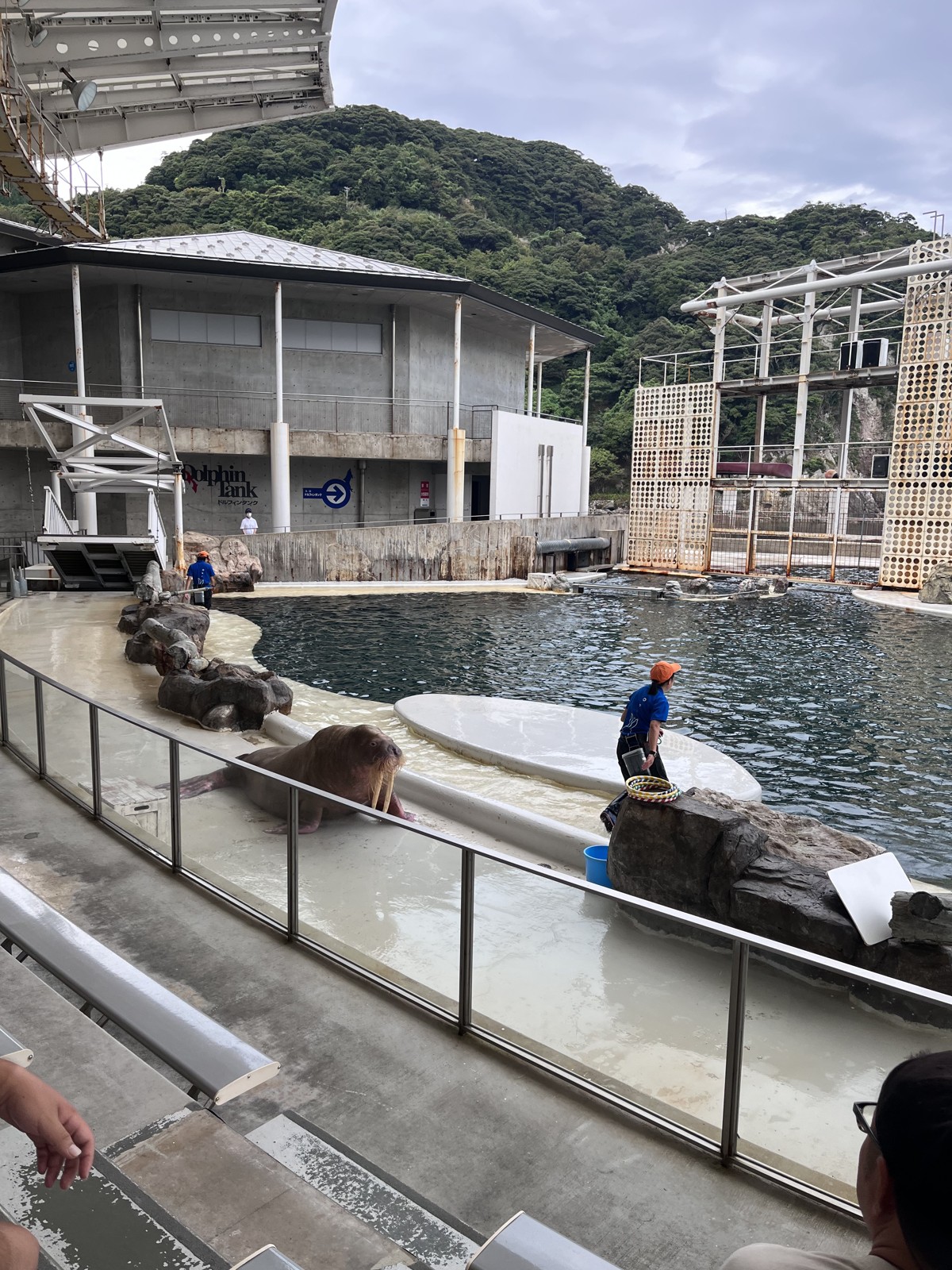 ショーのプールと飛び込み台