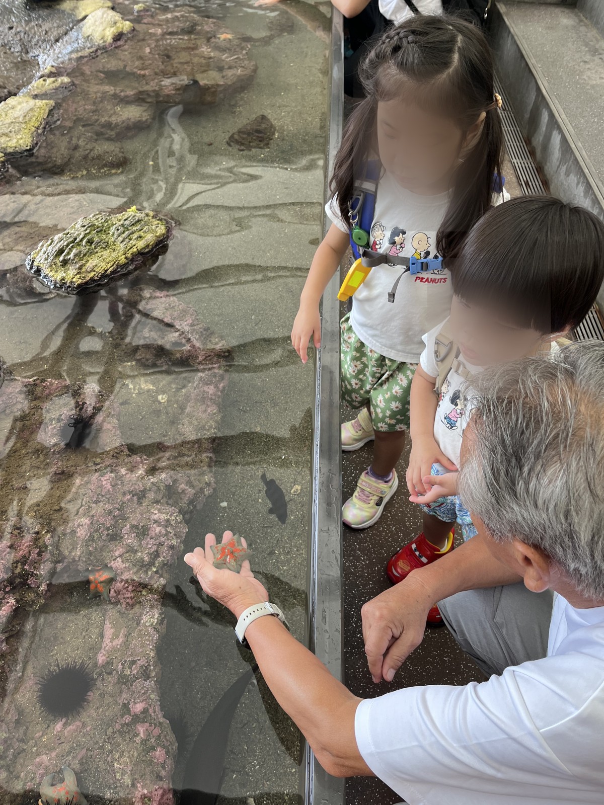 タッチプールで生き物にさわる子どもたち