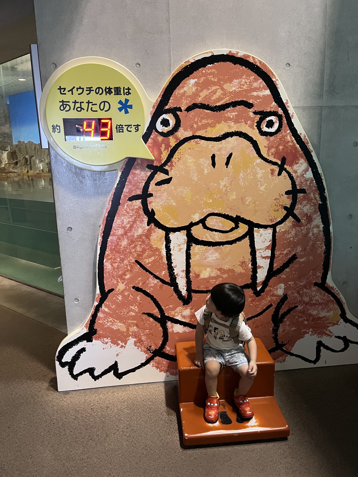 セイウチの体重は自分の何倍かが分かるパネル