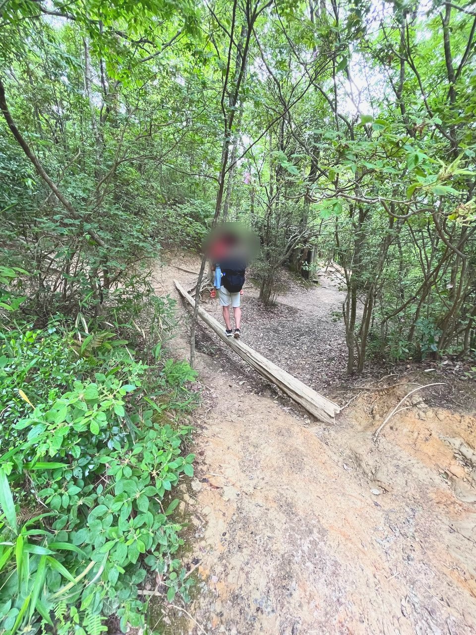 木の多い山道を、子どもを抱っこして歩くところ