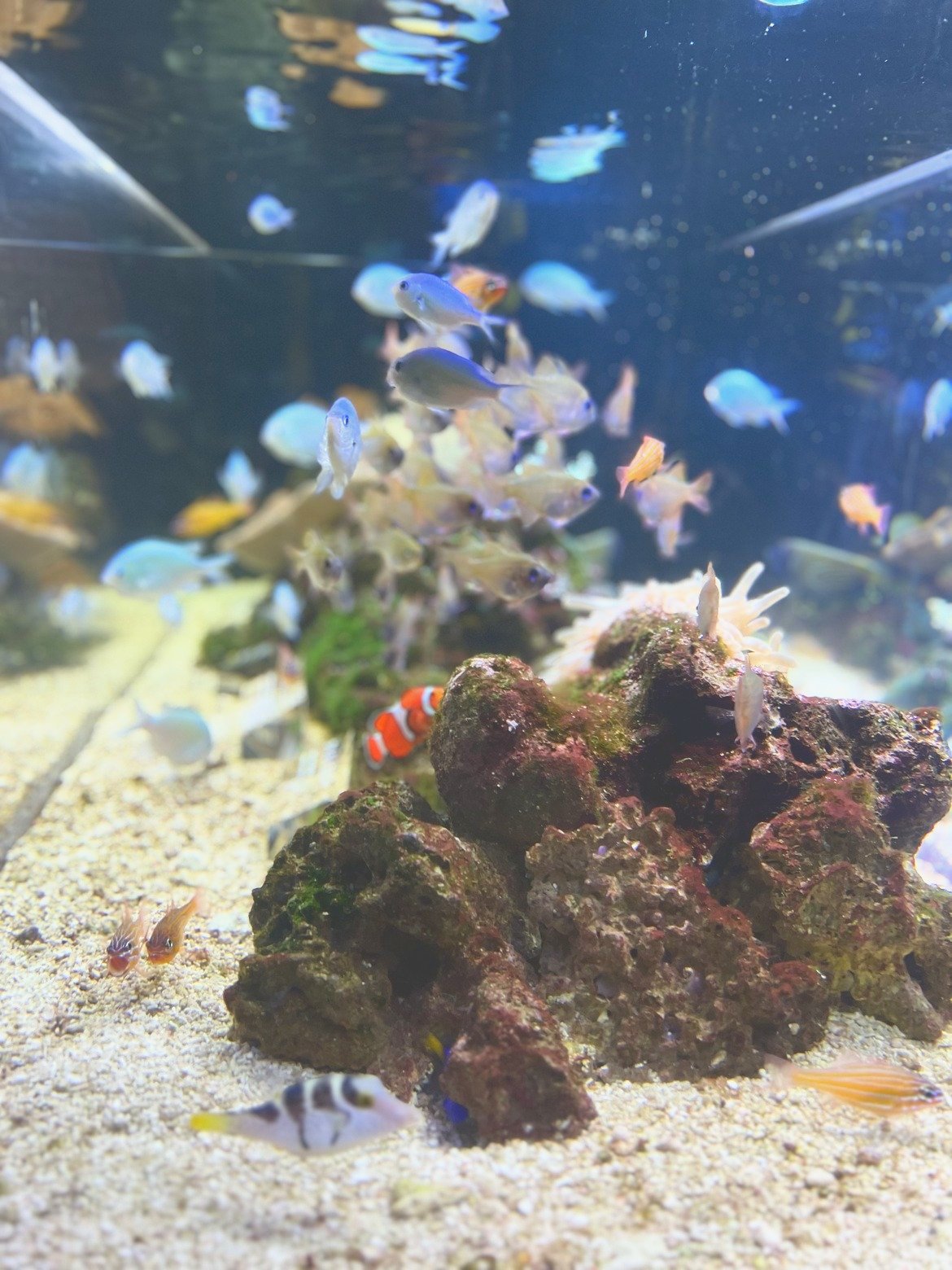 サンゴの水槽を泳ぐカクレクマノミ