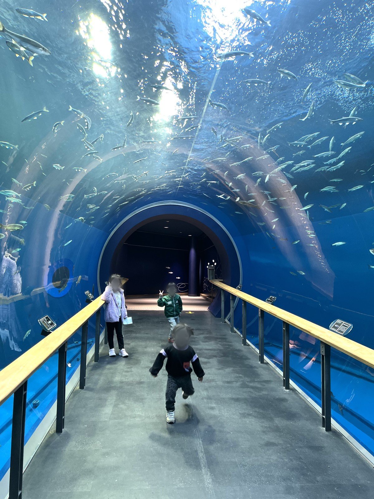 琵琶湖博物館は高校生以下無料！トンネル水槽や巨大なマンモスを、平日にめっちゃ空いている中で見てきた