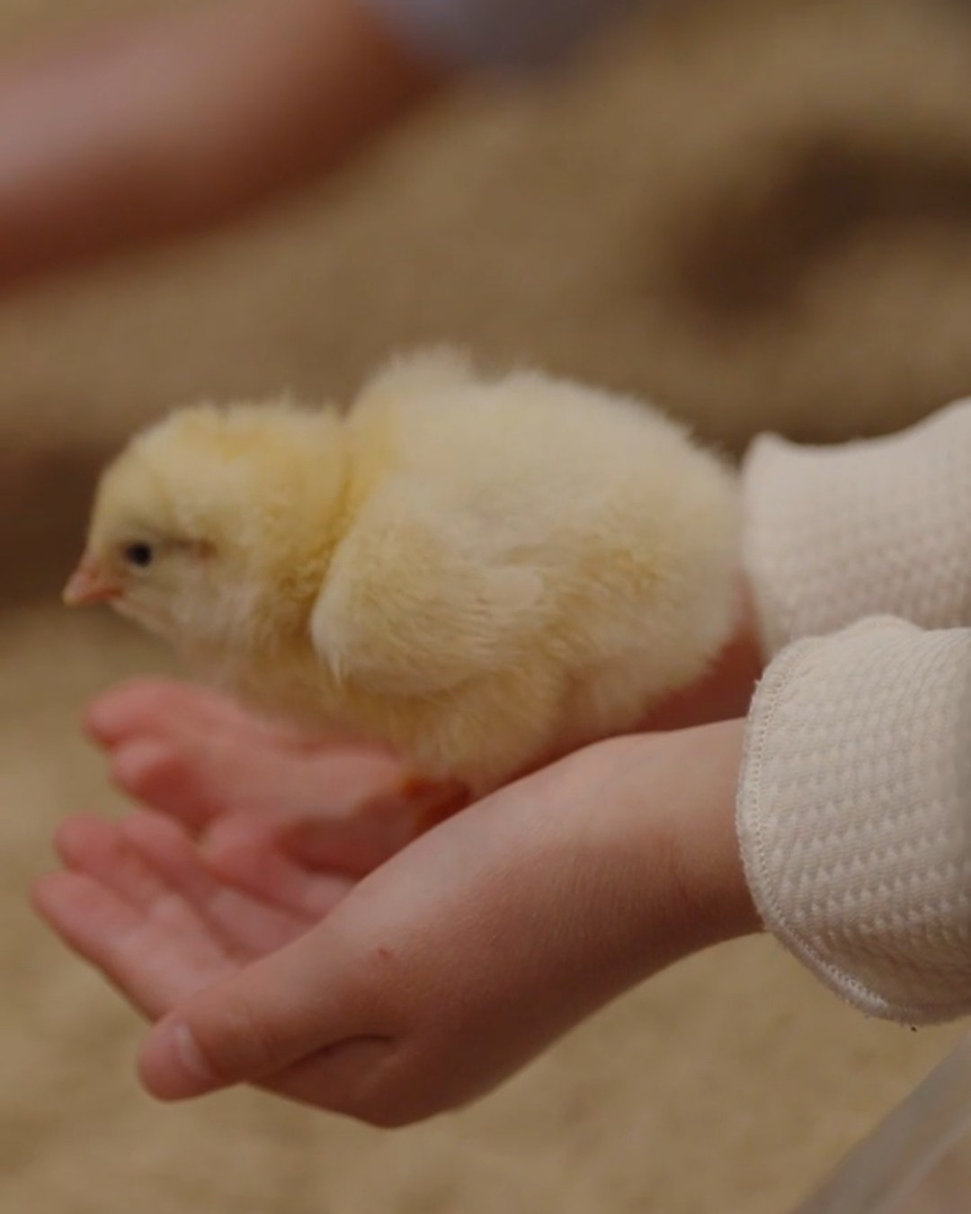 Moff animal cafeでひよこを手にのせる子ども
