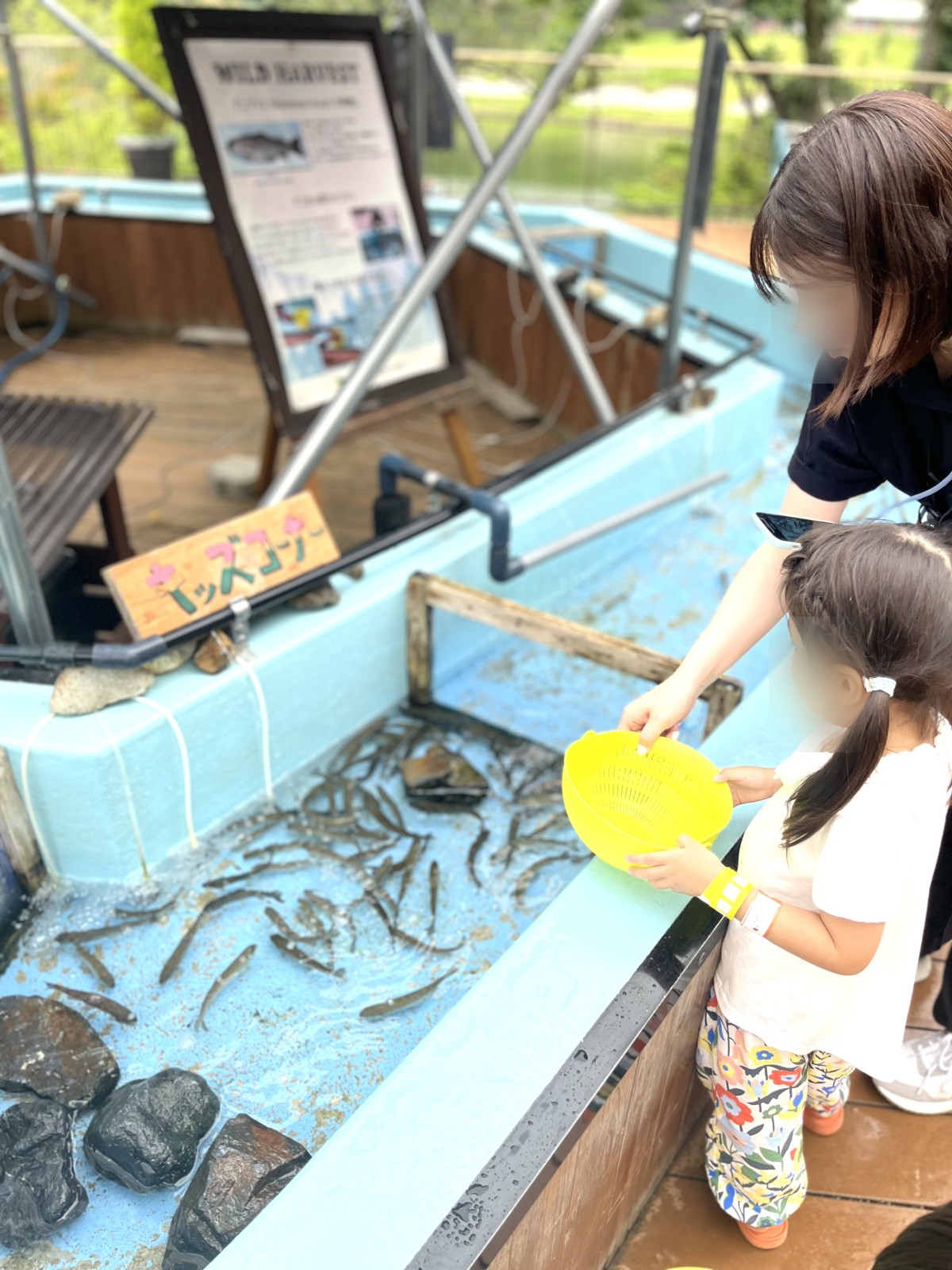 浅い水槽で魚をすくうキッズコーナー