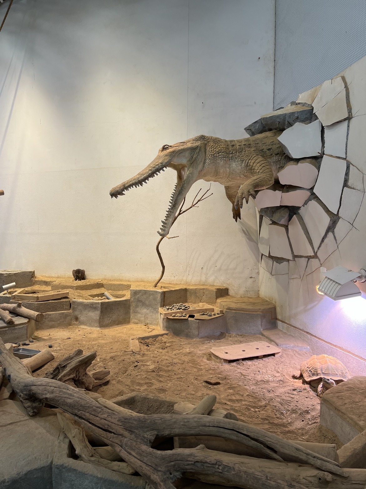 壁から突き出したワニの展示