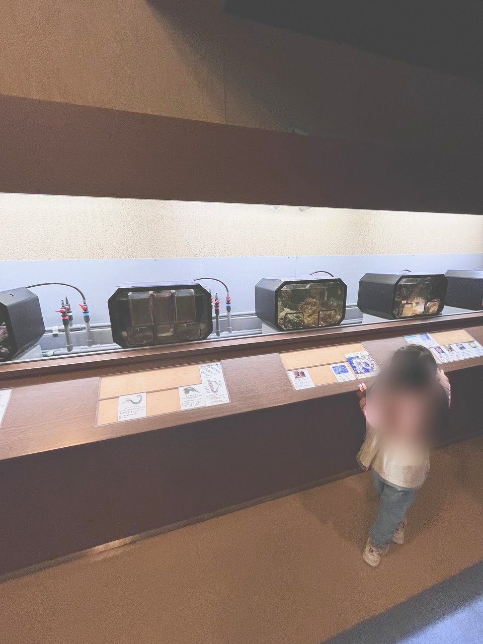 小さな水槽が並ぶコーナーをのぞく子ども