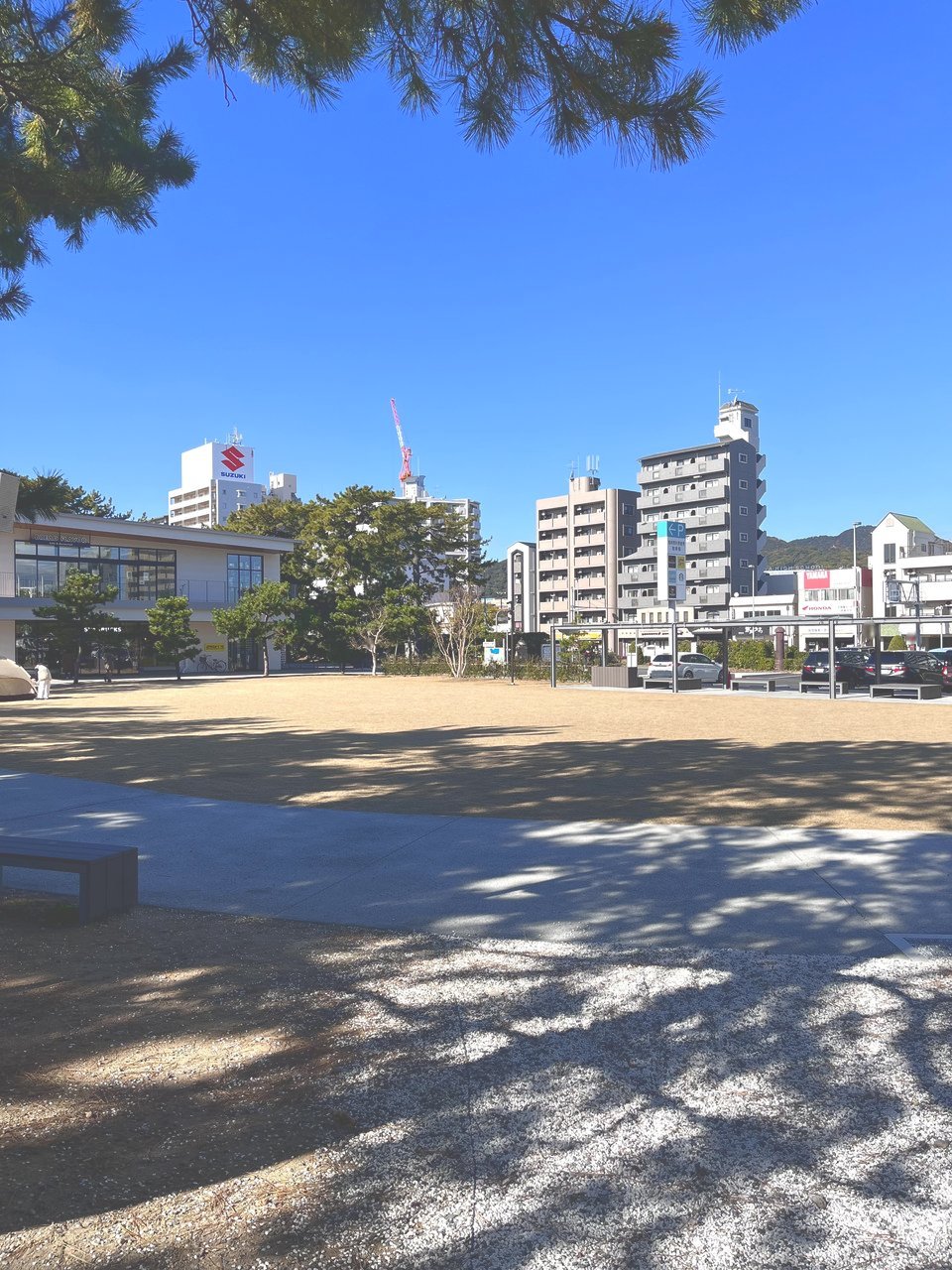 松林の向こうに広がる広場