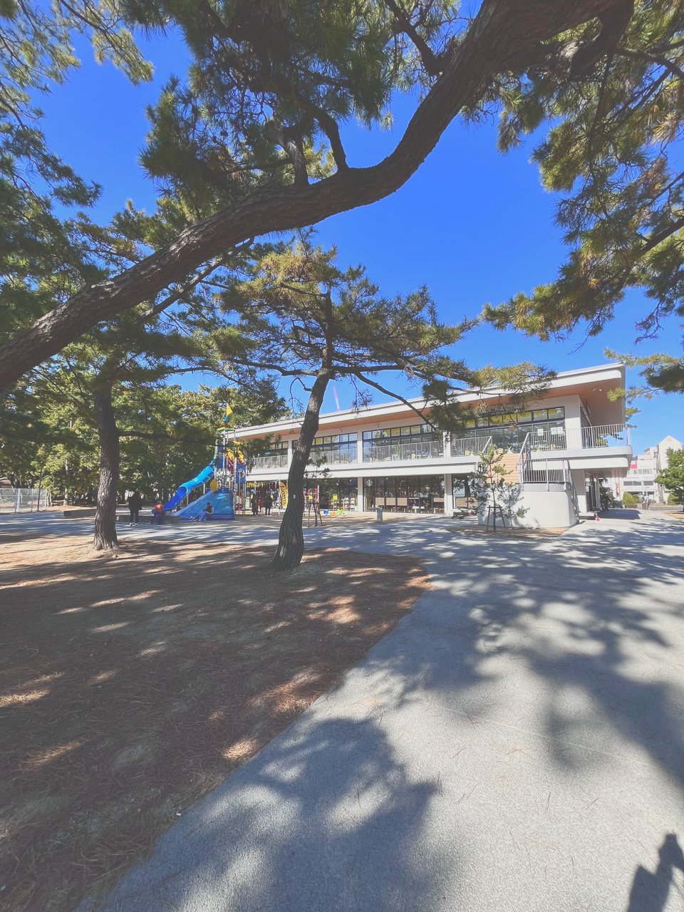 松の木の下に続く道と、奥の白い建物