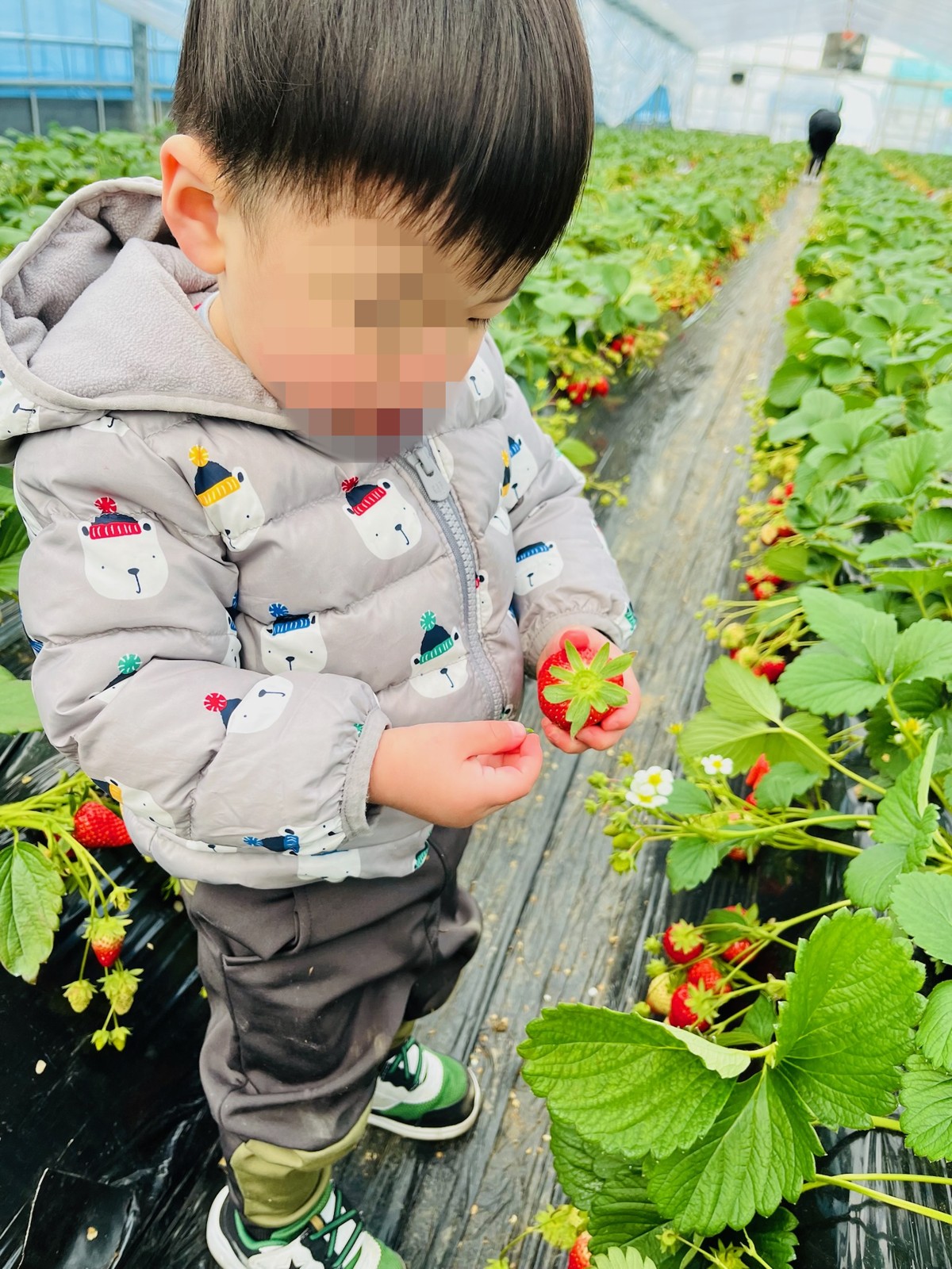 富田林サバーファームのいちご狩りは何歳から楽しめる？1歳と行った体験談と料金